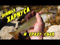 ПОЙМАЛ ХАРИУСА И СРАЗУ СЪЕЛ. Река Иня, Алтайский край.
