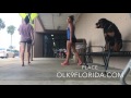1 1/2 Rottweiler 1 1/2 Rottweiler