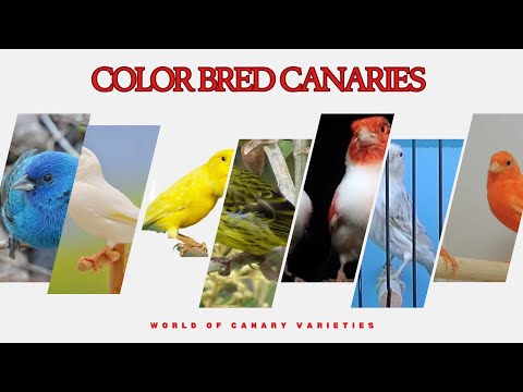 What Colors Can Canaries Be