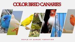 types of Color Bred canaries: A Rainbow of Feathers ( part 1)