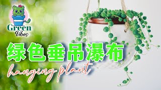 垂吊植物  |  以独特的方式绿化室内空间