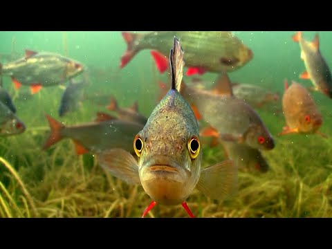 Какие Рыбы Чистят Водоемы, А Люди Их Вылавливают