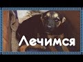 Vlog | Как наши дела. Грязноклювые хвостики.