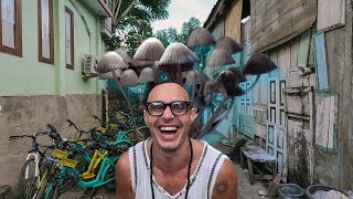 картинка: ГРИБНОЙ ТРИП НА ГИЛИ. ЖИВУ В ШАЛАШЕ НА МАЛЕНЬКОМ ОСТРОВЕ. ДВА ЛУЧШИХ ДНЯ В ИНДОНЕЗИИ. #6