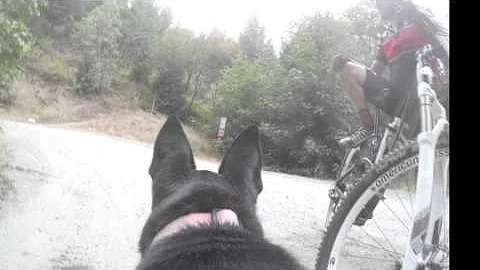 From the eyes of a Dog AKA  the (Kenda Cam) GoPro ...