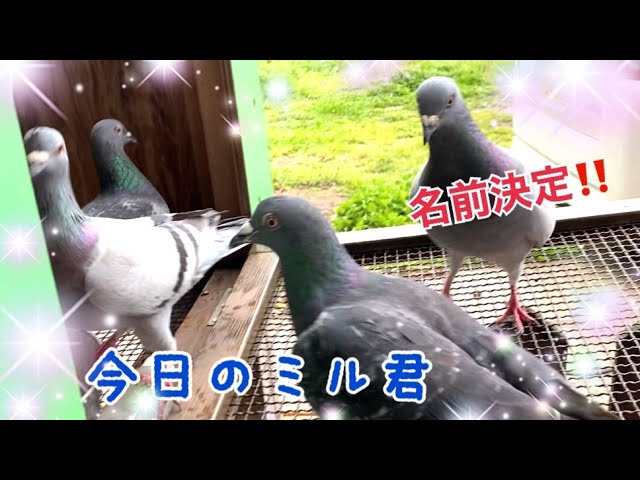 今日の野良鳩ミル君 威張っている鳩の名前決定 21 3 25撮影 Youtube