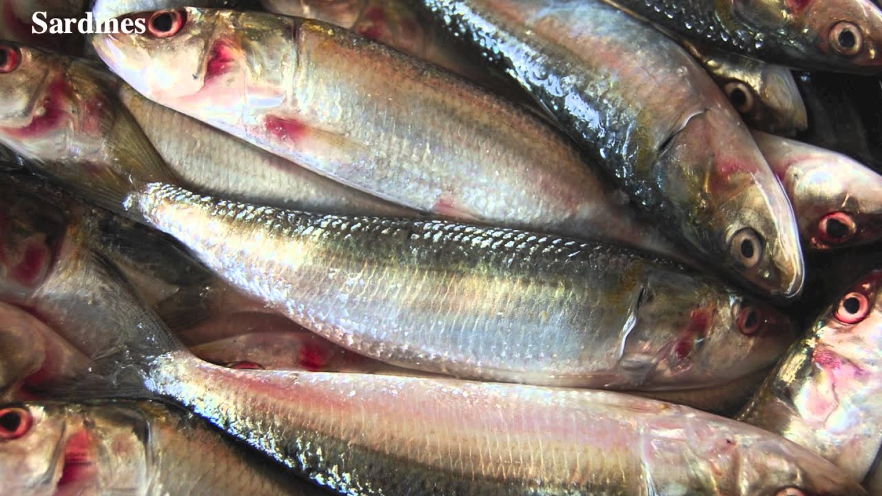 Top 10 Foods High in Calcium - YouTube