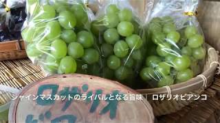 7種の葡萄が楽しめる田主丸の\\