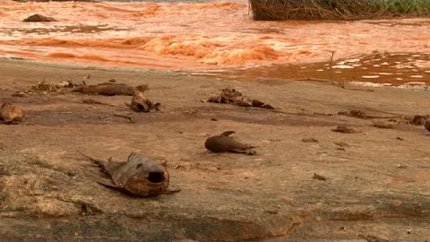 Como era o Rio Doce no passado?
