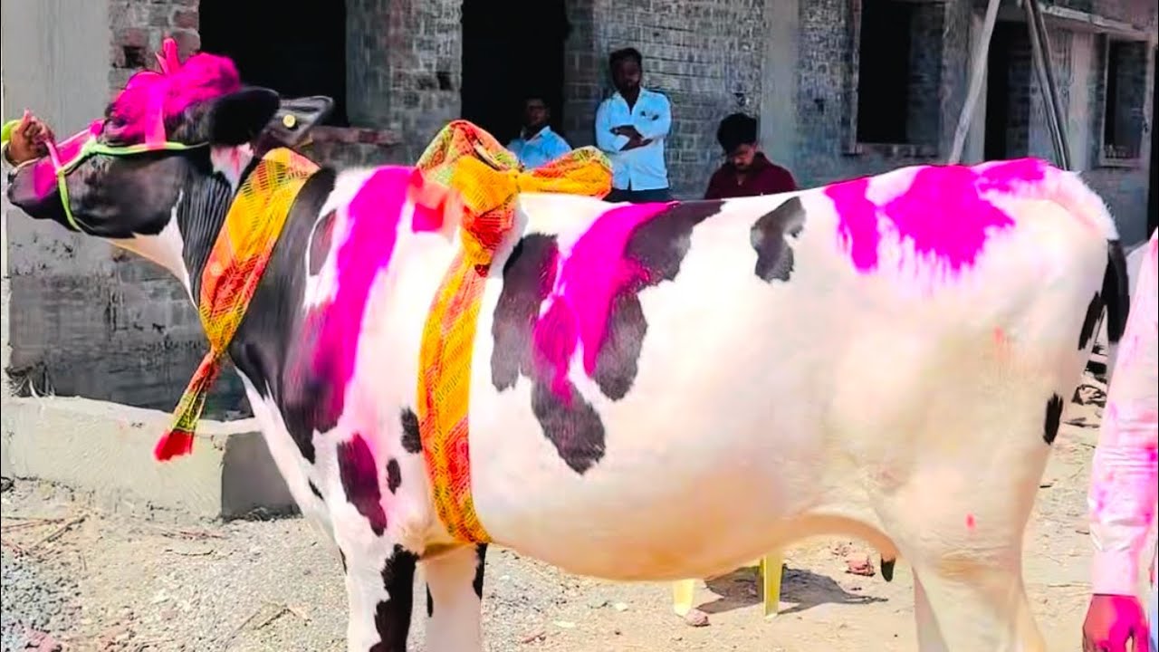 वाघीण निघाली राहुरीला.!#क्वालिटीचं_माहेरघर_अनिलशेठ_वैरागर #cow #hf #शेतकरी_असाल_तर_सबस्क्राईब_कराच 