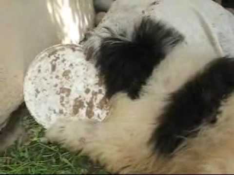 Download Ciobănesc Românesc Mioritic/ Bouvier Mioritic/ Mioritic Sennenhund - YouTube