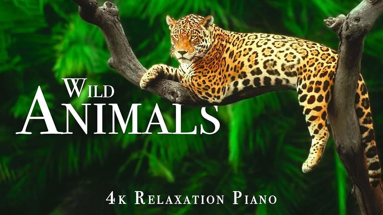 Wild Animals 4K - Scenic Wildlife Film With Piano Calming Music, Study, Relaxing