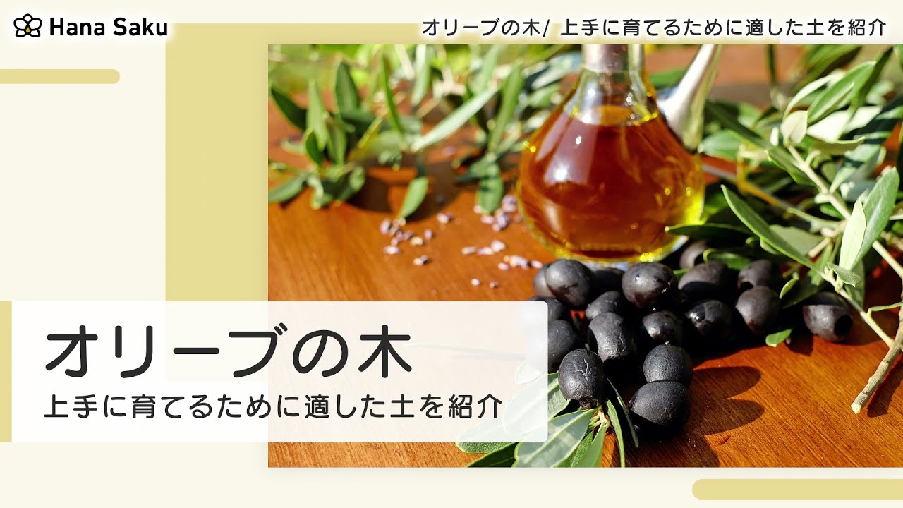 オリーブに適した土は 植え替えや押し木のやり方 おすすめ土3選 Hanasaku オリーブに適した土は 植え替えや押し木のやり方 おすすめ土3選 Hanasaku