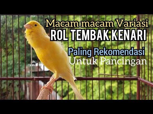 Kenari gacor panjang VARIASI ROL TEMBAK cuit cuit Ngerol, REKOMENDASI Utk KENARI PAUD BELAJAR BUNYI class=