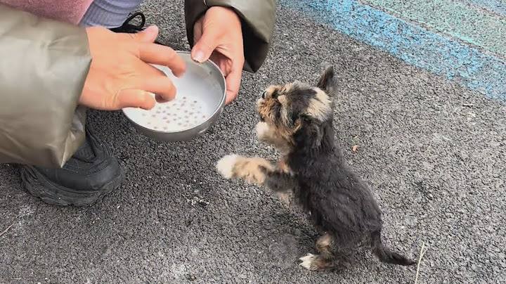 "I'm so hungry." The puppy cried and begged for food after days of being abandoned and starving