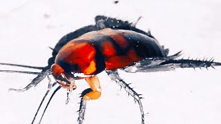 Telapoka Roach Telapoka Dance Telapoka Sound Roach Dancing 4K Hd Video Animal Life.