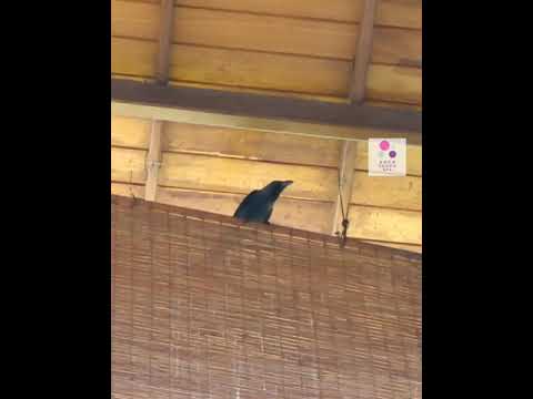 烏鴉叫聲 烏鴉呱呱叫????烏鴉聲音效 現場錄音????Crow Calling
