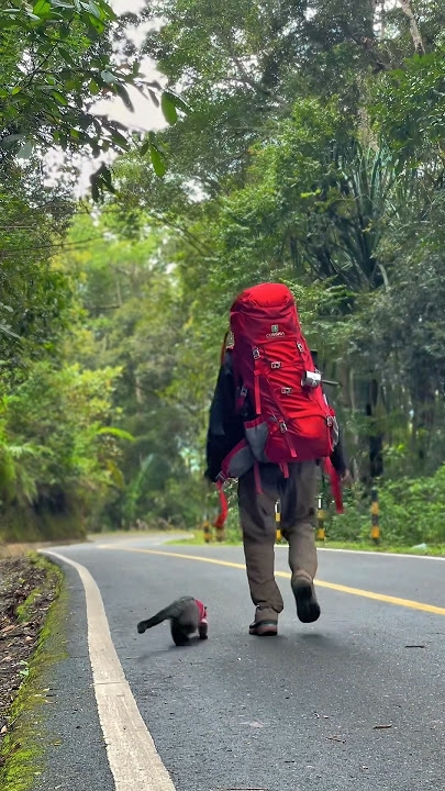 Bawa musang chika naik gunung‼️😱😱#musanglover #hiking #hiking #travel #hewan