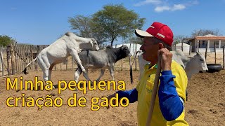 Minha Pequena Criação De Gado
