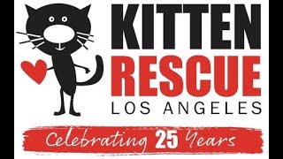 25th Anniversary Video by KittenRescueLA 603 views 1 year ago 11 minutes, 54 seconds