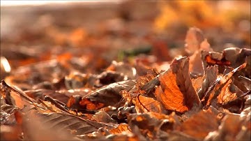 صلاة التراويح 2014 للقارئ توفيق بن شعبان بمسجد الشيخ العرباوي رحمه الله