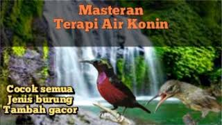 masteran terapi air burung konin