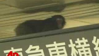 Raw Video: Monkey on the Loose in Japan