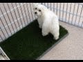 Potty Patch Time! Potty Patch Time!
