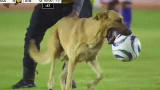 Dog Invades Football Match in Mexico -  #funnyanimal