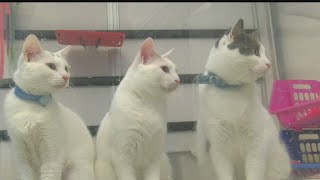 Angels for Animals cat population at emergency levels