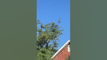Brave mockingbird Stoic Hawk
