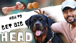 How to Increase Rottweiler Head Size in Tamil | How to Grow Dog Head in Tamil | Chatty Rotty