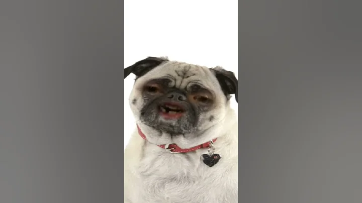 Little puggypoo