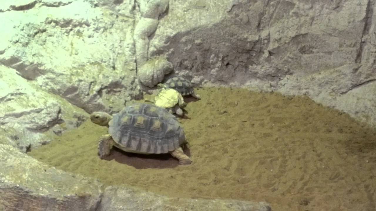 How Turtles Help Each Other - YouTube