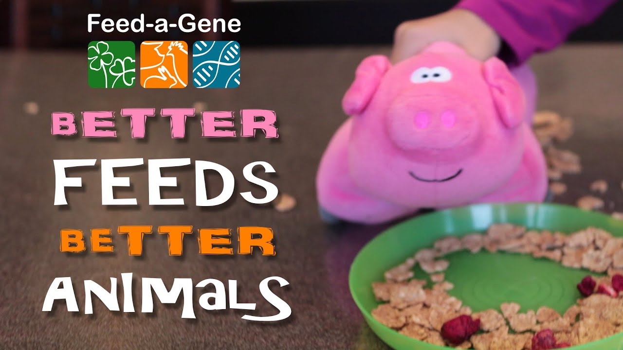 pigs lyrics Feed-a-Gene: Better feeds, better animals
