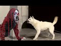 30Mins of Funniest Dog 2023 - Dog Angry And Scared COMPIALTION |  Pets Island