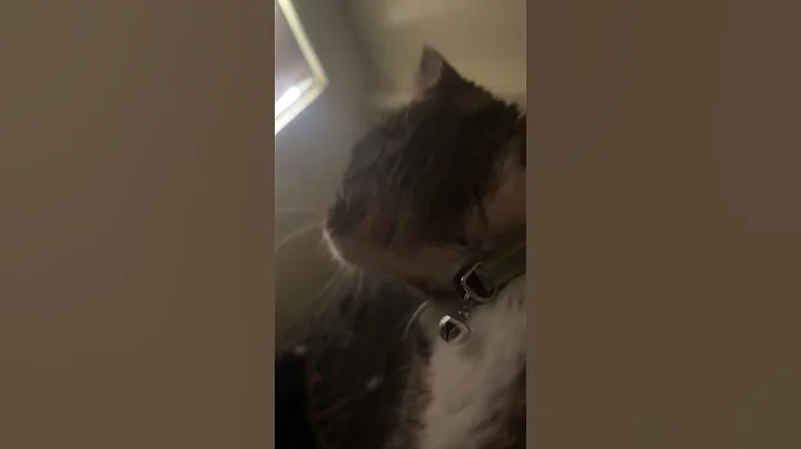 My cat said merry Christmas #christmas #cat #cute #funny #shorts #catshorts