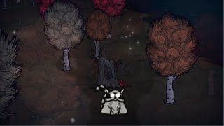 The Life Of A Catcoon.