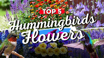 🌸🐦 Top 5 FLOWERS That Will TURN Your Garden Into A Hummingbird HAVEN! 🤯