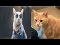 Dogs and cats funnys   funniest dogs and cats