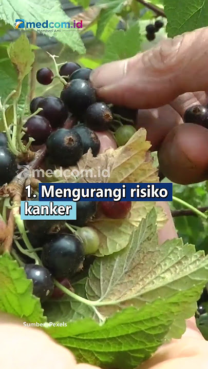 5 MANFAAT ANGGUR HITAM UNTUK KESEHATAN YANG JARANG DIKETAHUI