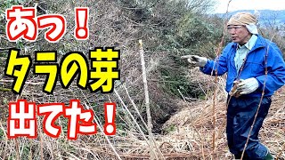 2024-04-12【山菜】タラの芽　今季初！