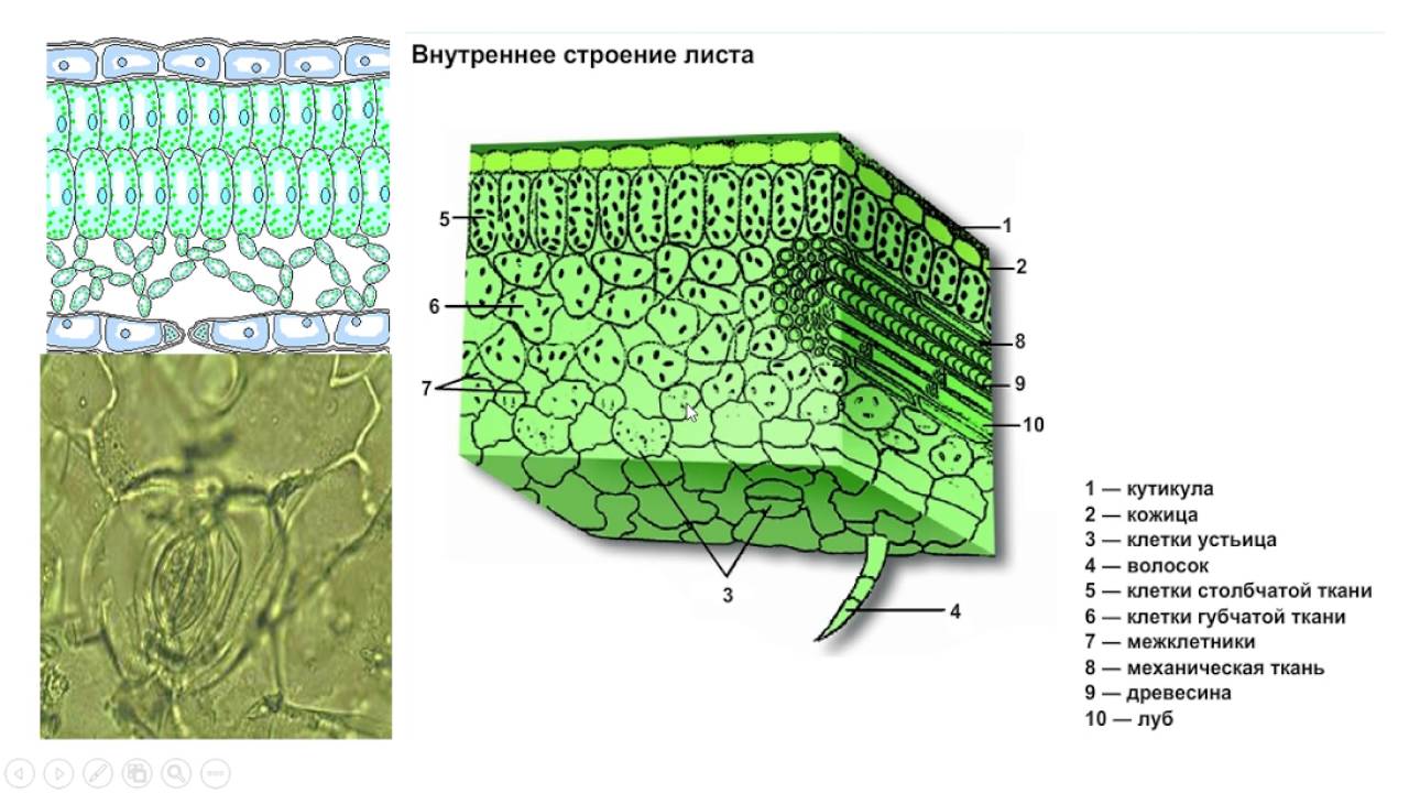 Слой клеток листа. Поперечный срез листа строение. Ткани растений поперечный срез листа. Строение среза листовой пластинки. Внутреннее строение листа поперечный срез.