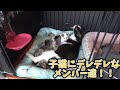 子猫にデレデレなメンバー達ww