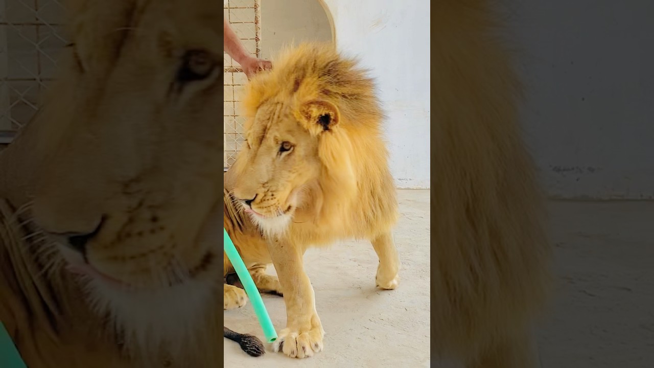 #jimcorbettwildlifeandnatureview #animals #animals