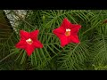 Lagrima de María, Fin de Amor, Cundeamor, Ipomoea quamoclit