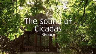 the sound of nature produced by cicadas, birds, and winds 3Hours