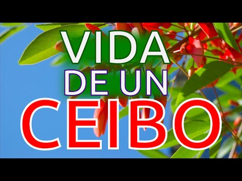 La vida de un Ceibo | Jardinería || La Huerta de Daniel - YouTube