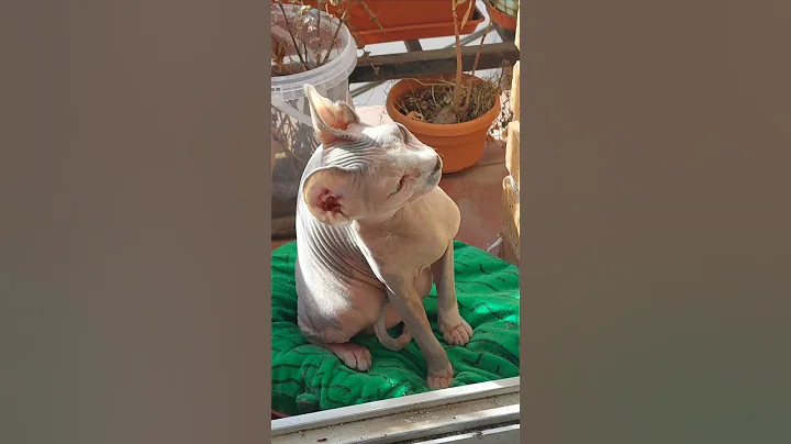 Watch the video about 💜 Mi gata feliz al sol #catlovers #sphynx