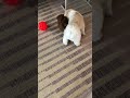 2 Teddy Bear pups Aster &amp; baby Peony vs treat ball! So hilarious! Tiny Teddys @ www.tinyteddys.com